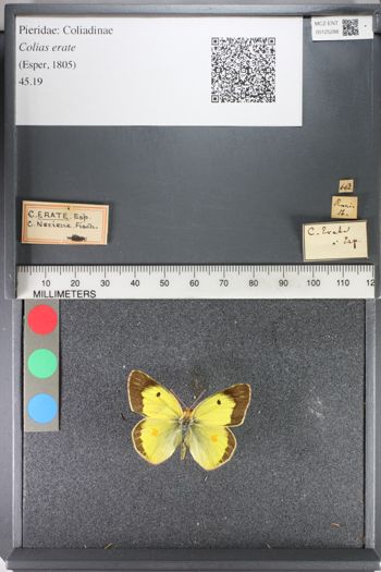 Media type: image;   Entomology 125288
